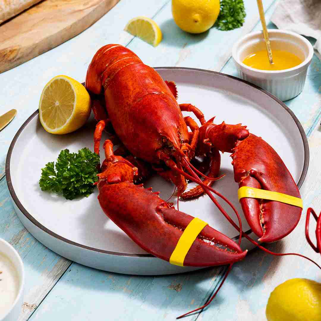 1.25 lb Live Maine Lobster