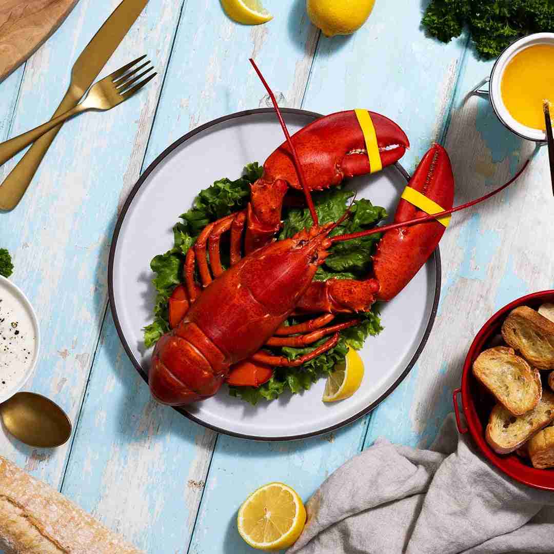 1.5 lb Live Maine Lobster