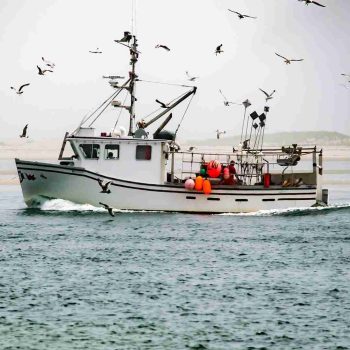 BRAND, CATEGORY, LIVE LOBSTER, MAINE LOBSTER NOW, 10 lb - 15 lb Live Canadian Lobster