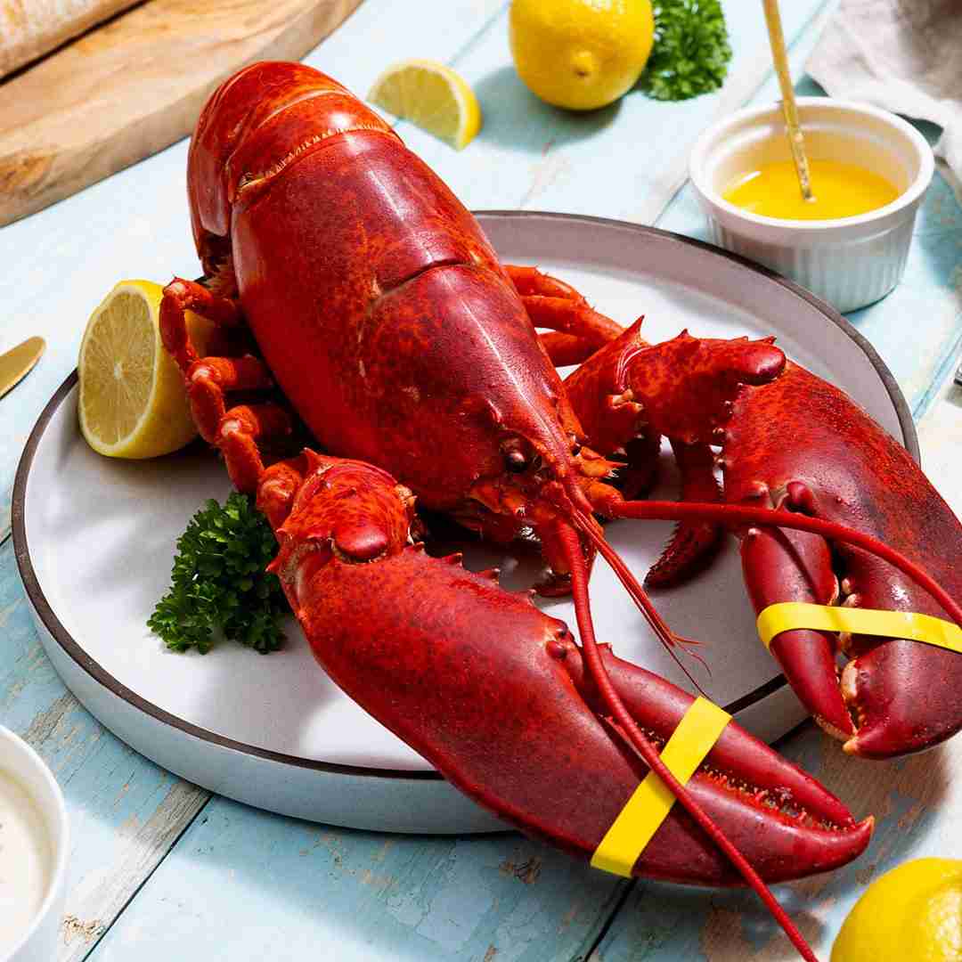 2.5 lb Live Maine Lobster