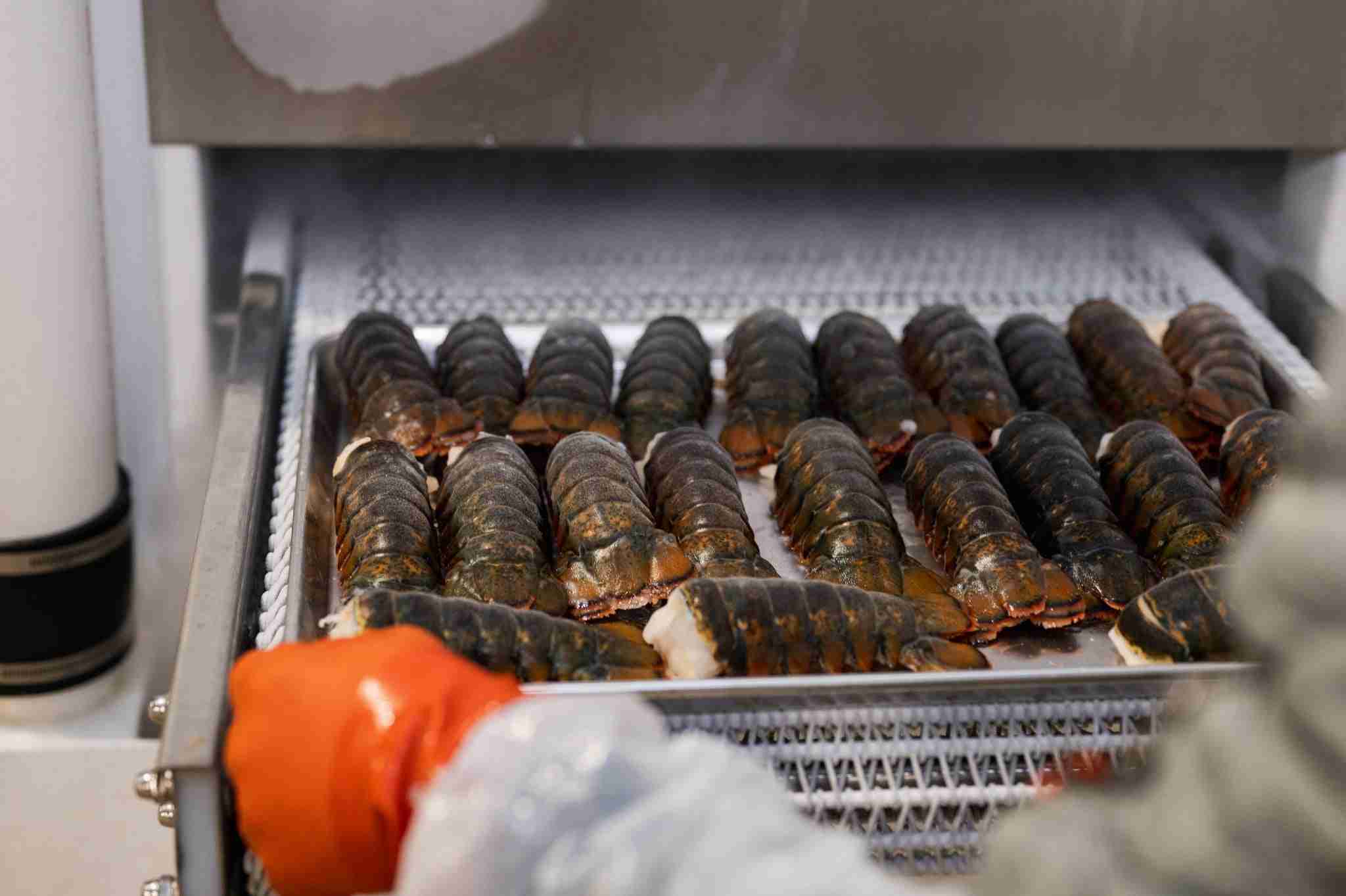 3-4 oz. Maine Lobster Tail Bulk Pack – 5 lbs