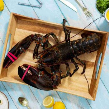 BRAND, CATEGORY, LIVE LOBSTER, MAINE LOBSTER NOW, 6 lb - 8 lb Live Canadian Lobster
