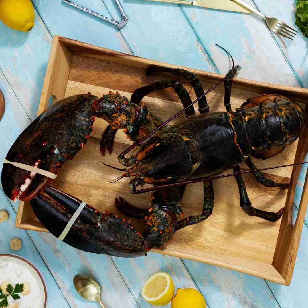 8 lb – 10 lb Live Canadian Lobster