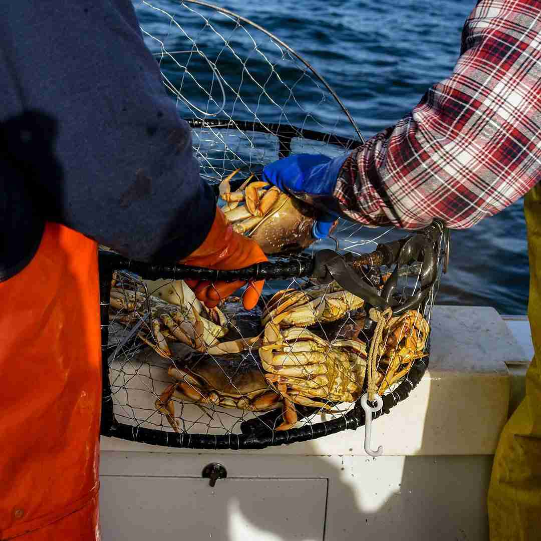 Alaskan Dungeness Crab Clusters – 3 lbs