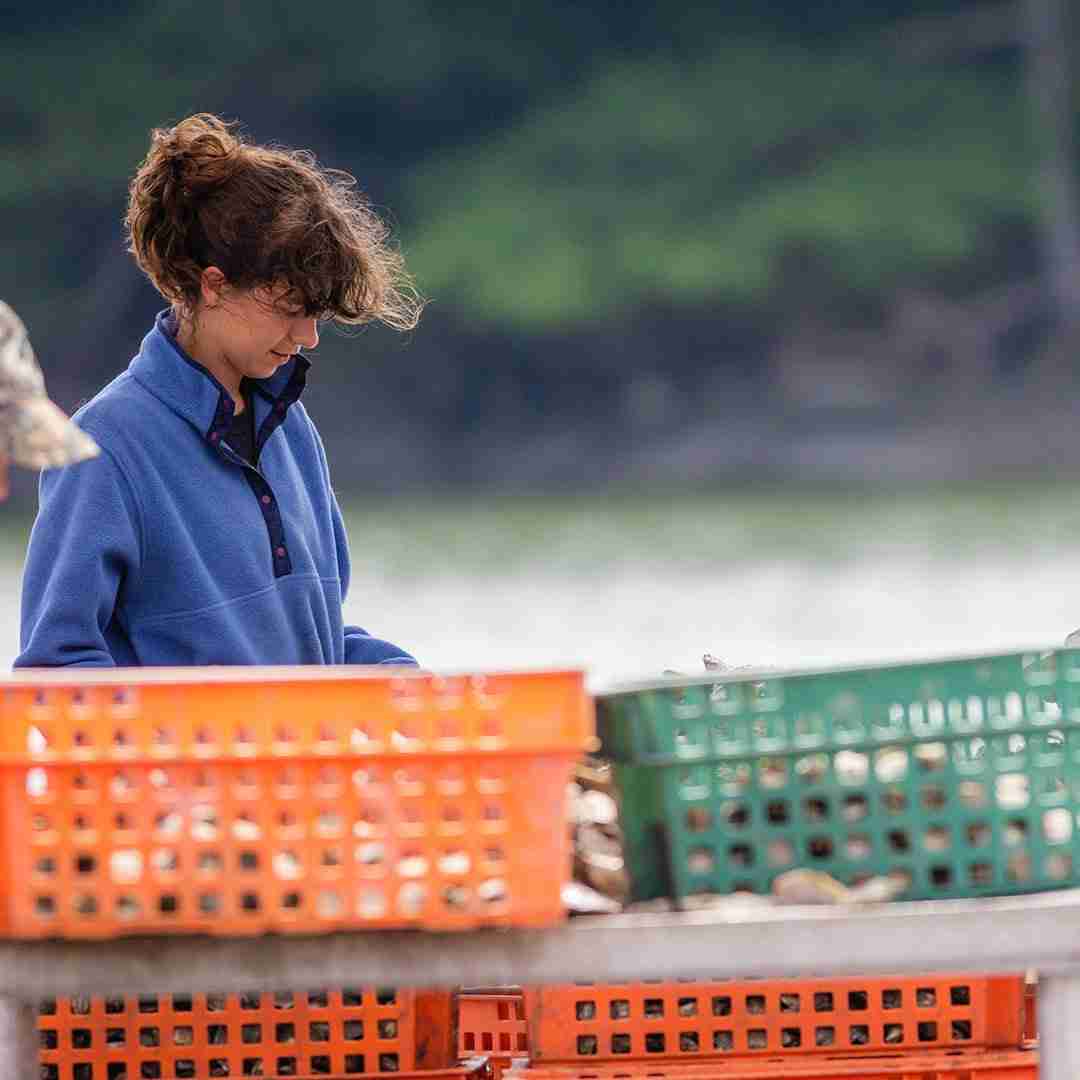 Fresh Maine Damariscotta & Blue Point Oysters