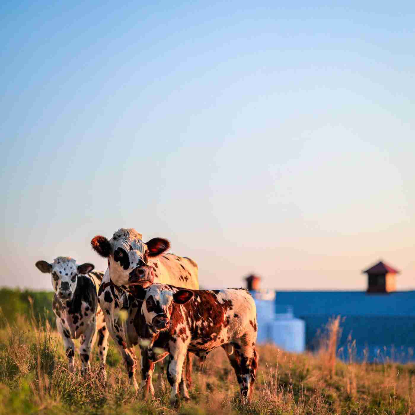 Kate’s Butter – 16 oz Sea Salted (4 Sticks)