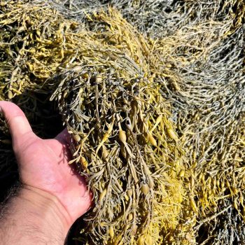 BRAND, CATEGORY, MAINE LOBSTER NOW, SUPPLIES, Local Maine Seaweed (Rockweed) - 1 lb