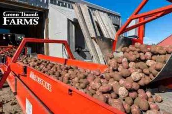 BRAND, CATEGORY, GROCERY, MAINE LOBSTER NOW, Maine Grown Red Potatoes - 1 lb