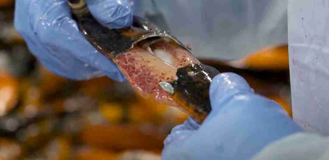 Ready Seafood™ Cold Cracked™ Raw Frozen Lobster Claw Meat – HPP (High-Pressure Processed) – 2 lbs